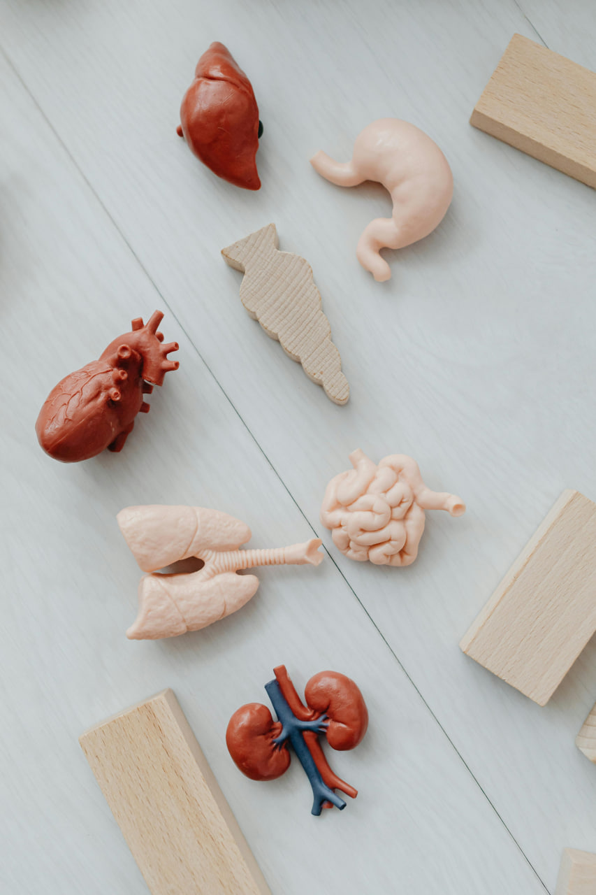 Online A-Level Biology Tutor